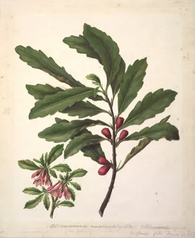 Alseuosmia Macrophylla Alseuosmia Banksii Var Banksii New Zealand Toropapa