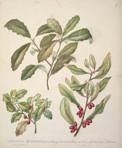 Alseuosmia