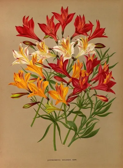 Alstroemeria Chilensis Varr