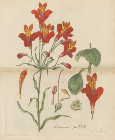 Alstroemeria Pulchella