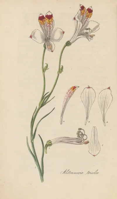 Alstroemeria Tricolor