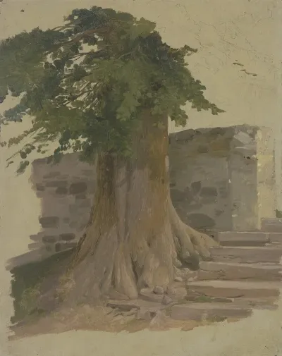 Alter Baum An Einem Mauerstuck 2