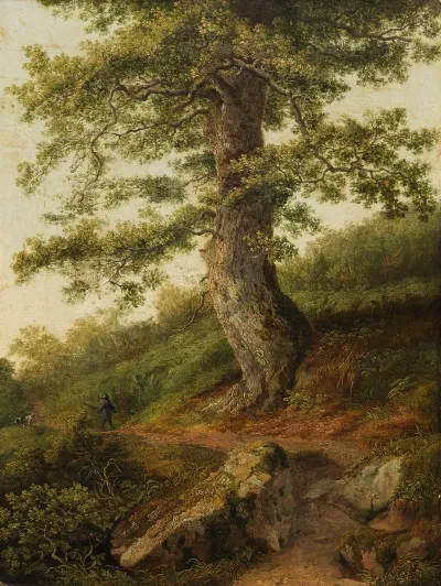 Alter Olivenbaum Bei Camaldoli