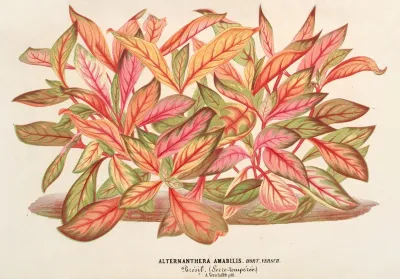 Alternanthera Amabilis Var