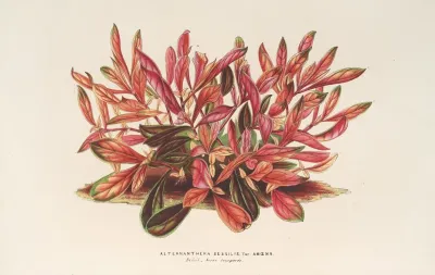 Alternanthera Sessilis Var Amoena