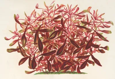 Alternanthera Spathulata