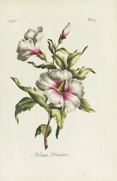 Althaea Frutex