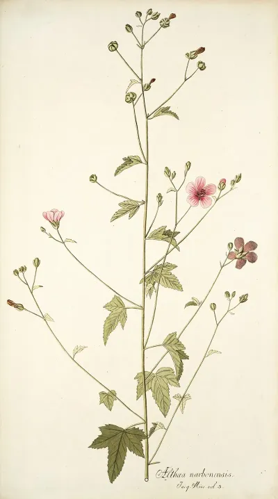 Althaea Narbonensis
