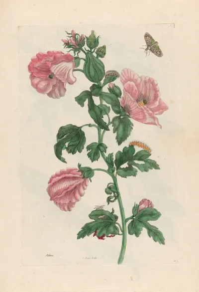 Althea 2
