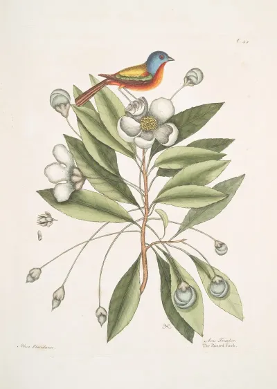 Althea Alcea Floridana The Loblolly Bay Avis Tricolor The Painted Finch