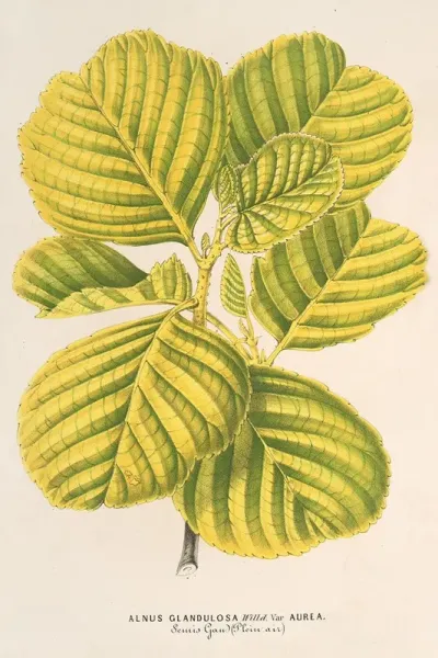 Aluns Glutinosa Var Aurea