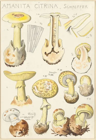 Amanita Citrina
