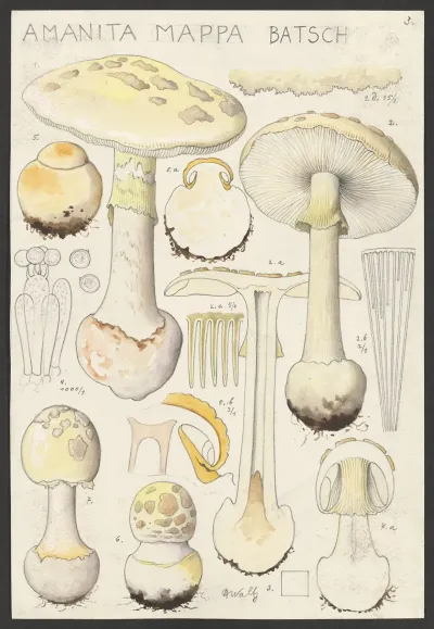 Amanita Mappa Batsch 2