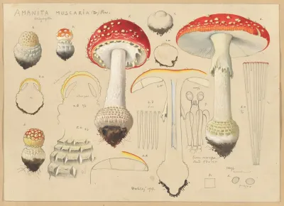 Amanita Muscaria L Pers