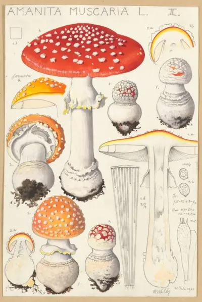 Amanita Muscaria L