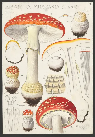 Amanita Muscaria Linne
