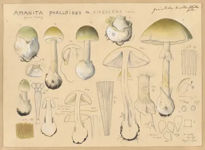Amanita Phalloides Fr Virescens Vaill