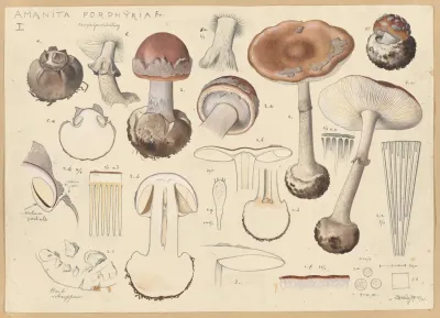 Amanita Porphyria Fr