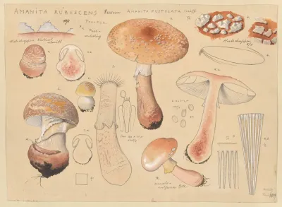 Amanita Rubescens Person Amanita Pustulata Schaff