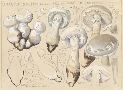 Amanita Solitaria Bull Pellita Gillet Ii Secretan