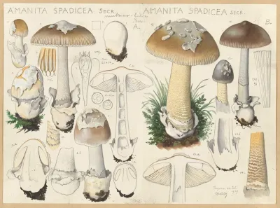 Amanita Spadicea Secr