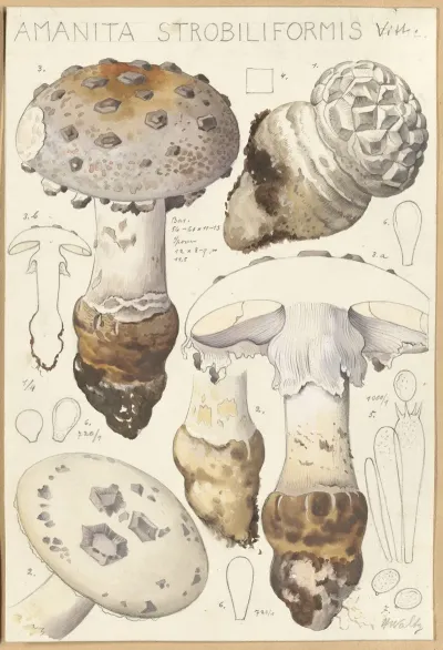 Amanita Strobiliformis
