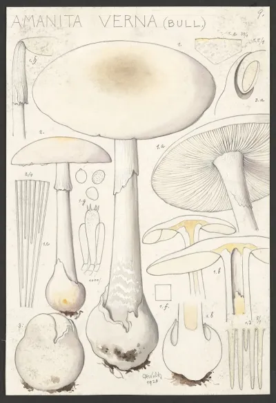 Amanita Verna Bull