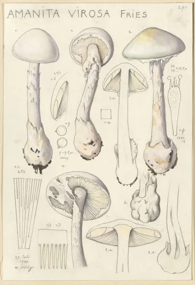 Amanita Virosa