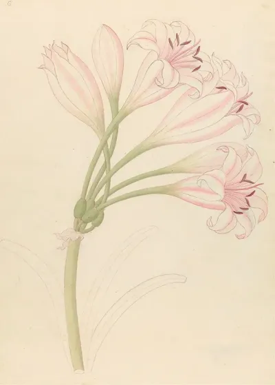 Amarillis Crinum Lineare