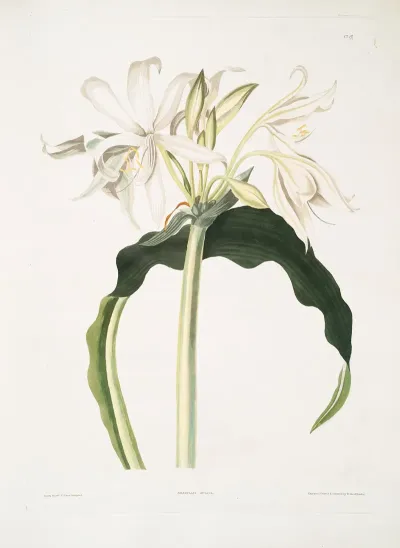 Amaryllis Aulica 2