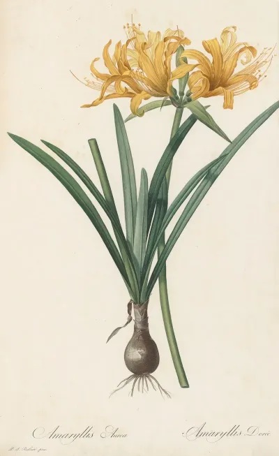 Amaryllis Aurea