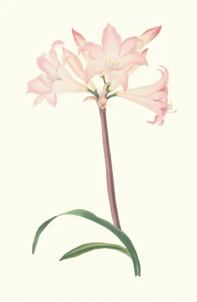 Amaryllis Belladonna 2
