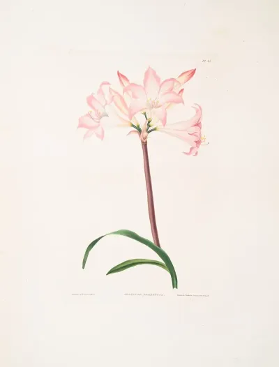 Amaryllis Belladonna 4