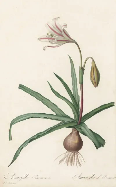 Amaryllis Broussonetii
