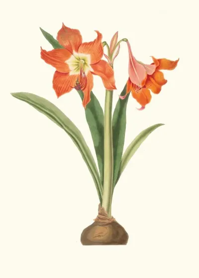 Amaryllis Equestris Major