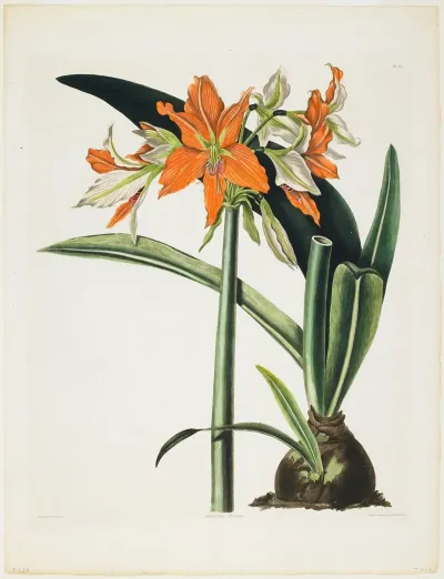Amaryllis Fulgida Striped Tubed Amaryllis