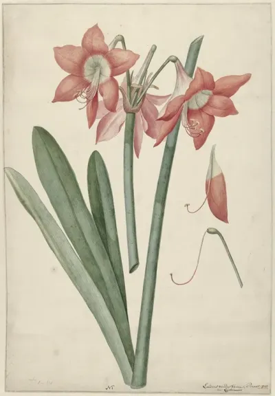Amaryllis Haworthia Margaritiferas