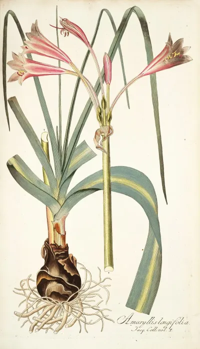 Amaryllis Longifolia