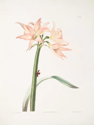Amaryllis Pulverulenta Hippeastrum Pulverulentum Amaryllis Acuminata