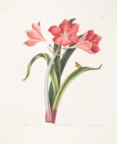 Amaryllis Purpurea Major 2