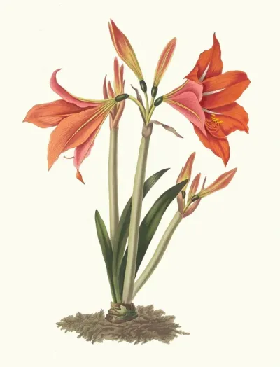Amaryllis Reginaae Mexican Lily Amaryllis
