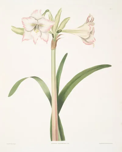 Amaryllis Solandriflora Var 2