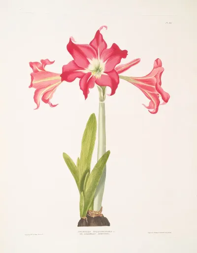 Amaryllis Solandriflora Var Or Amaryllis Johnsoni 2