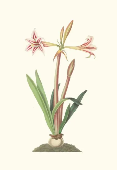 Amaryllis Vittata Minor