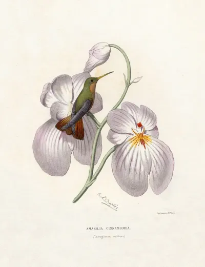 Amazilia Cinnamomea