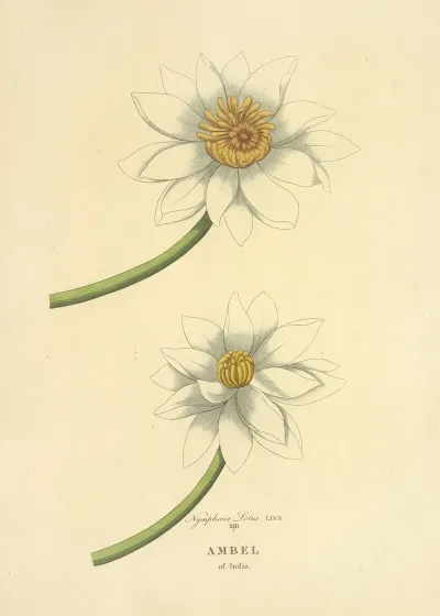 Ambel Of India