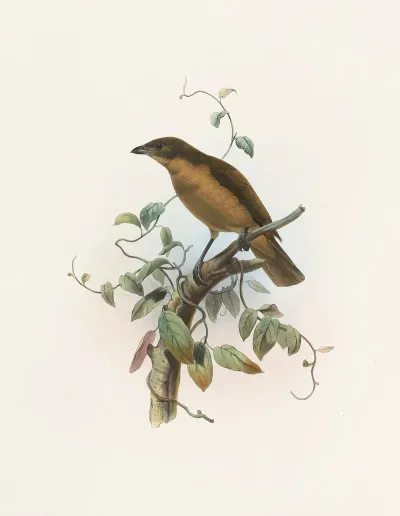 Amblyornis Inornatus