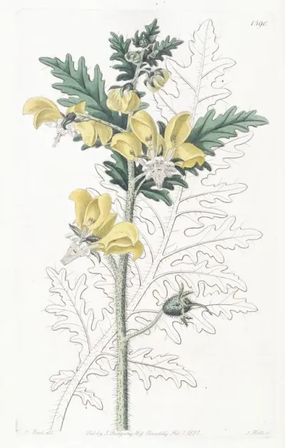 Ambrosia Leaved Loasa