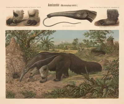 Ameisenbar Myrmecophaga Jubata