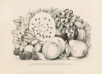 American Autumn Fruits